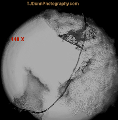 Microplastic fiber in fish flesh