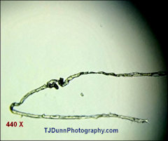 Microplastic fiber in rain water