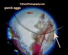 Microplastic fiber in fish eggs